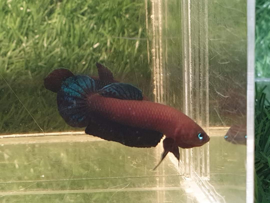 Betta Persephone by Iven Betta
