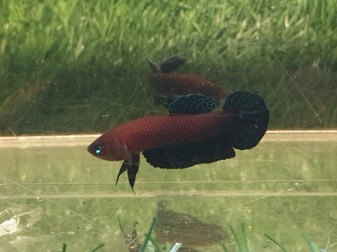 Betta Persephone by Iven Betta