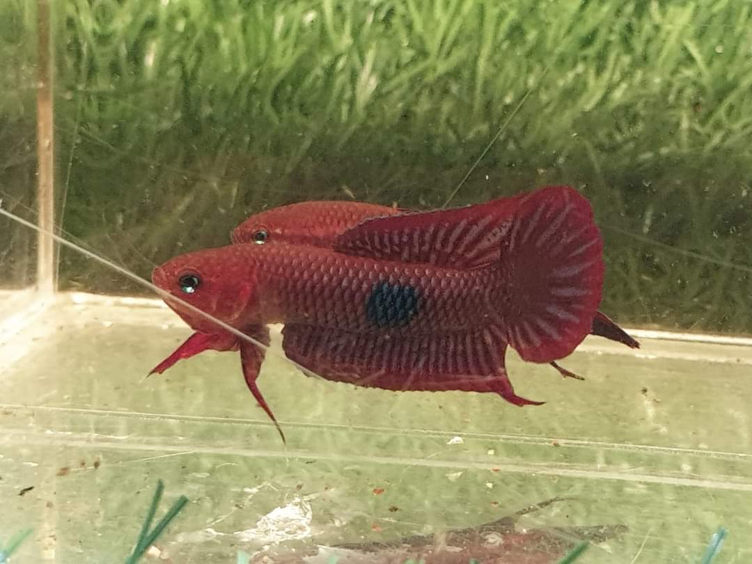 Betta Uberis by Iven Betta