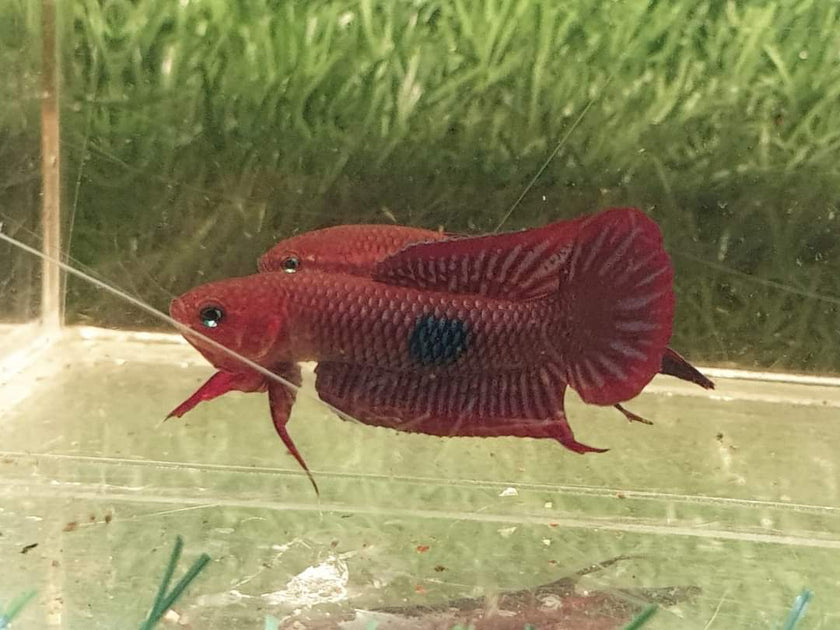 Betta Uberis by Iven Betta