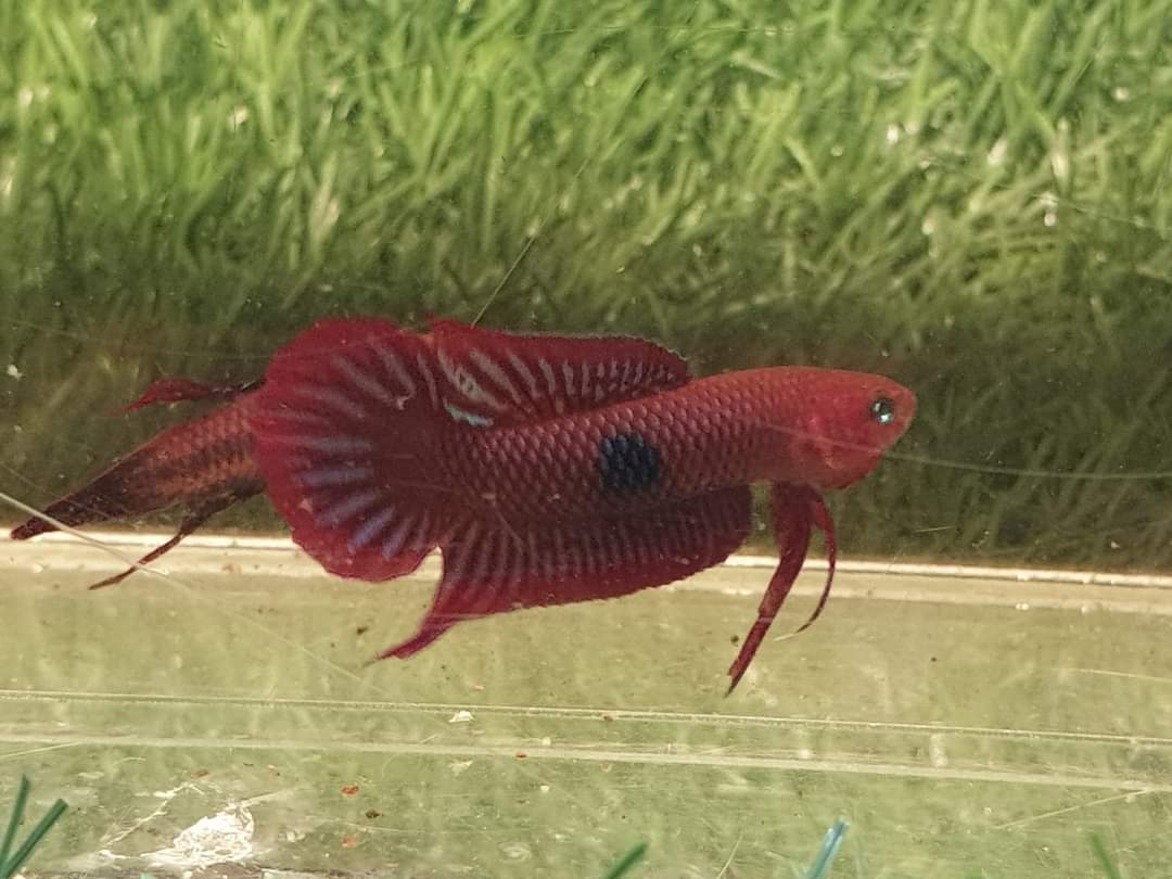 Betta Uberis by Iven Betta