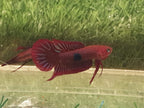 Betta Uberis by Iven Betta