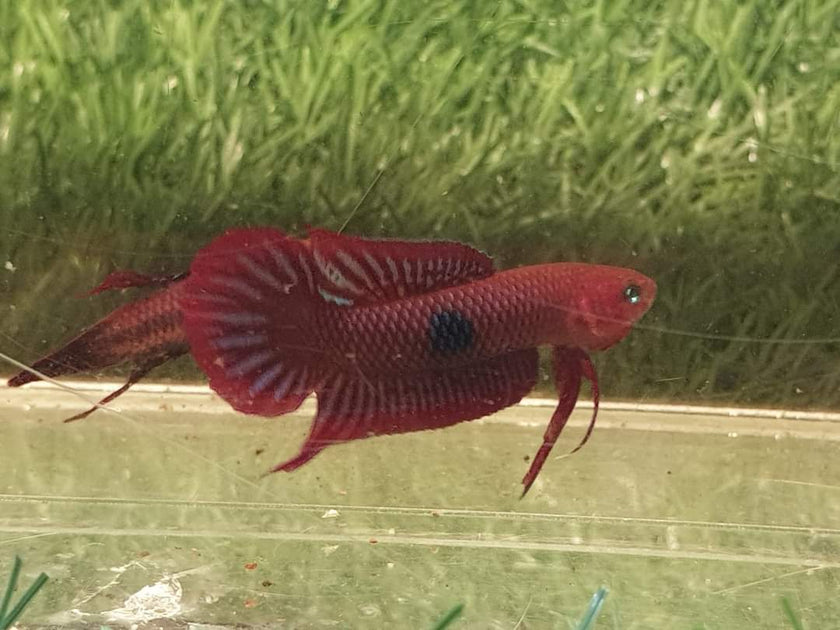 Betta Uberis by Iven Betta