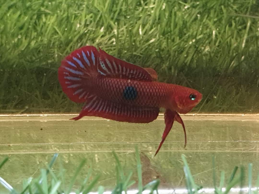 Betta Uberis by Iven Betta