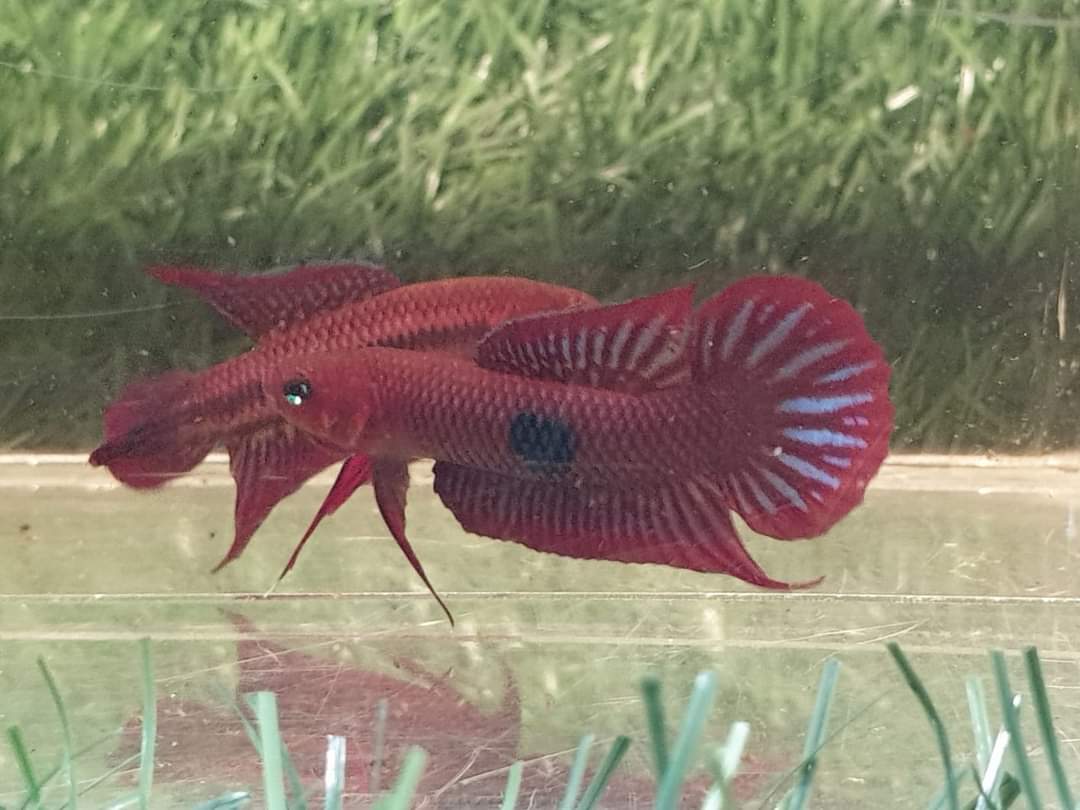 Betta Uberis by Iven Betta