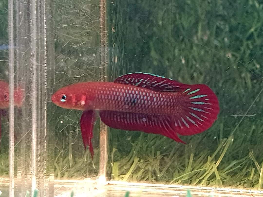 Betta Uberis by Iven Betta