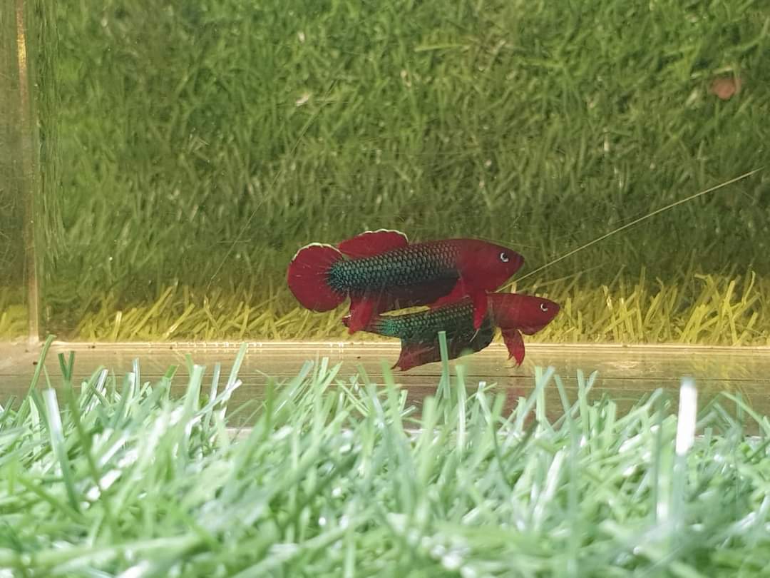 Betta Iaspis sp. Api Api "Jade" by Iven Betta