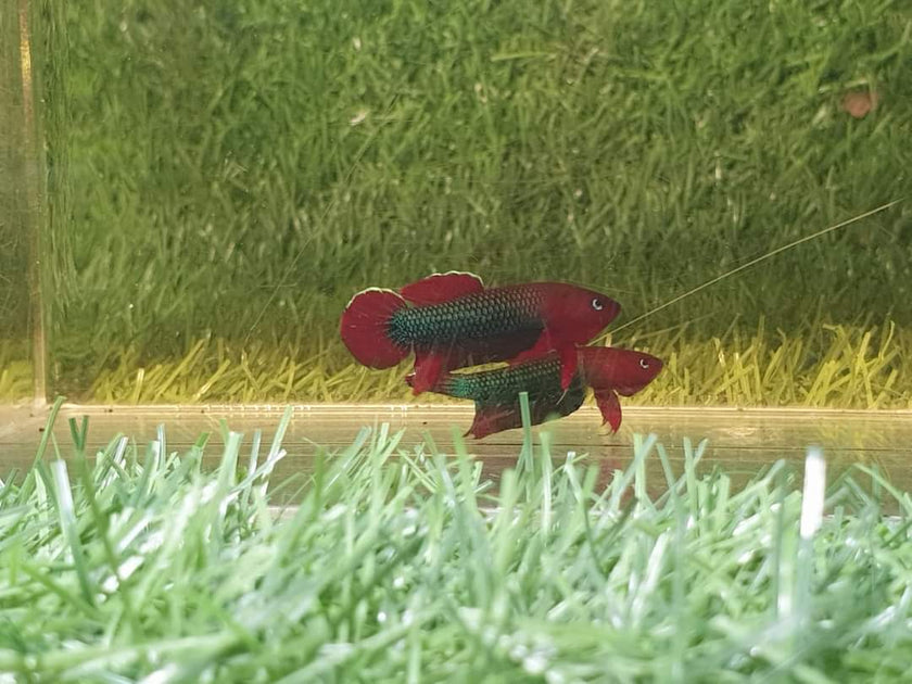 Betta Iaspis sp. Api Api 