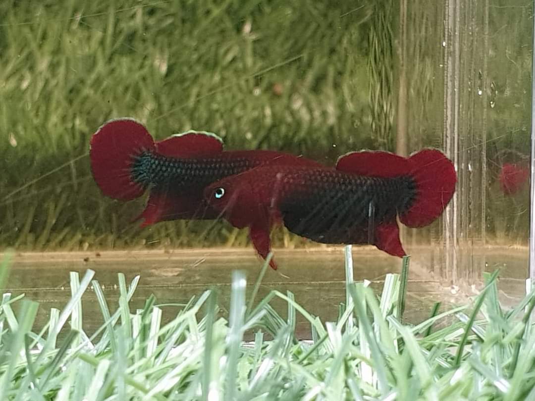 Betta Iaspis sp. Api Api "Jade" by Iven Betta