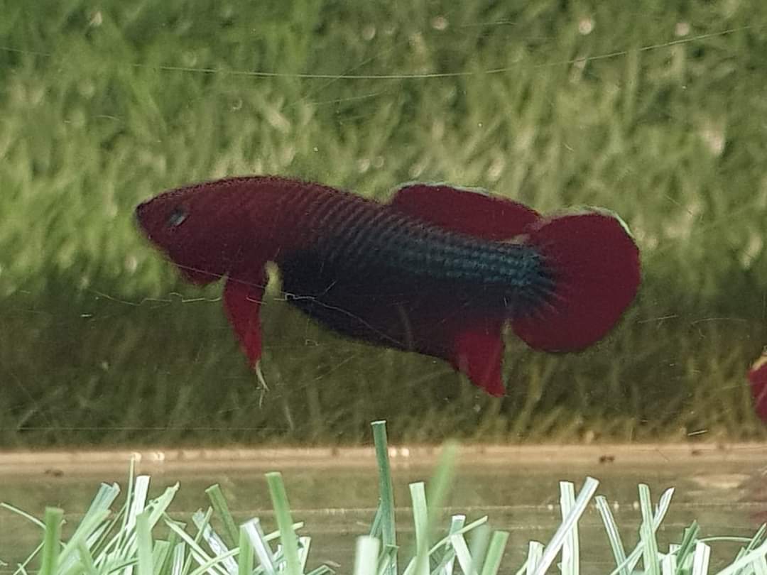 Betta Iaspis sp. Api Api "Jade" by Iven Betta