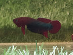 Betta Iaspis sp. Api Api 