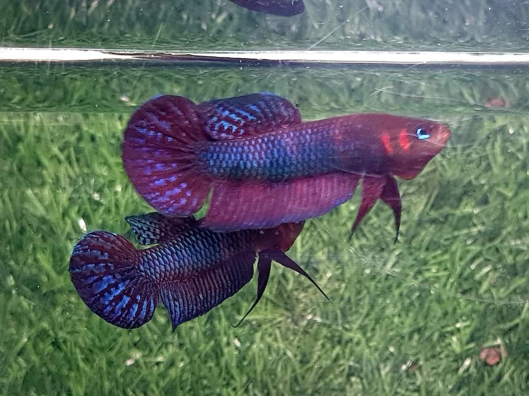 Betta Hendra by Iven Betta