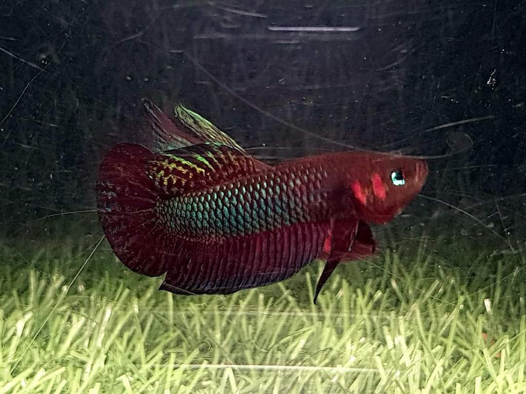Betta Hendra by Iven Betta