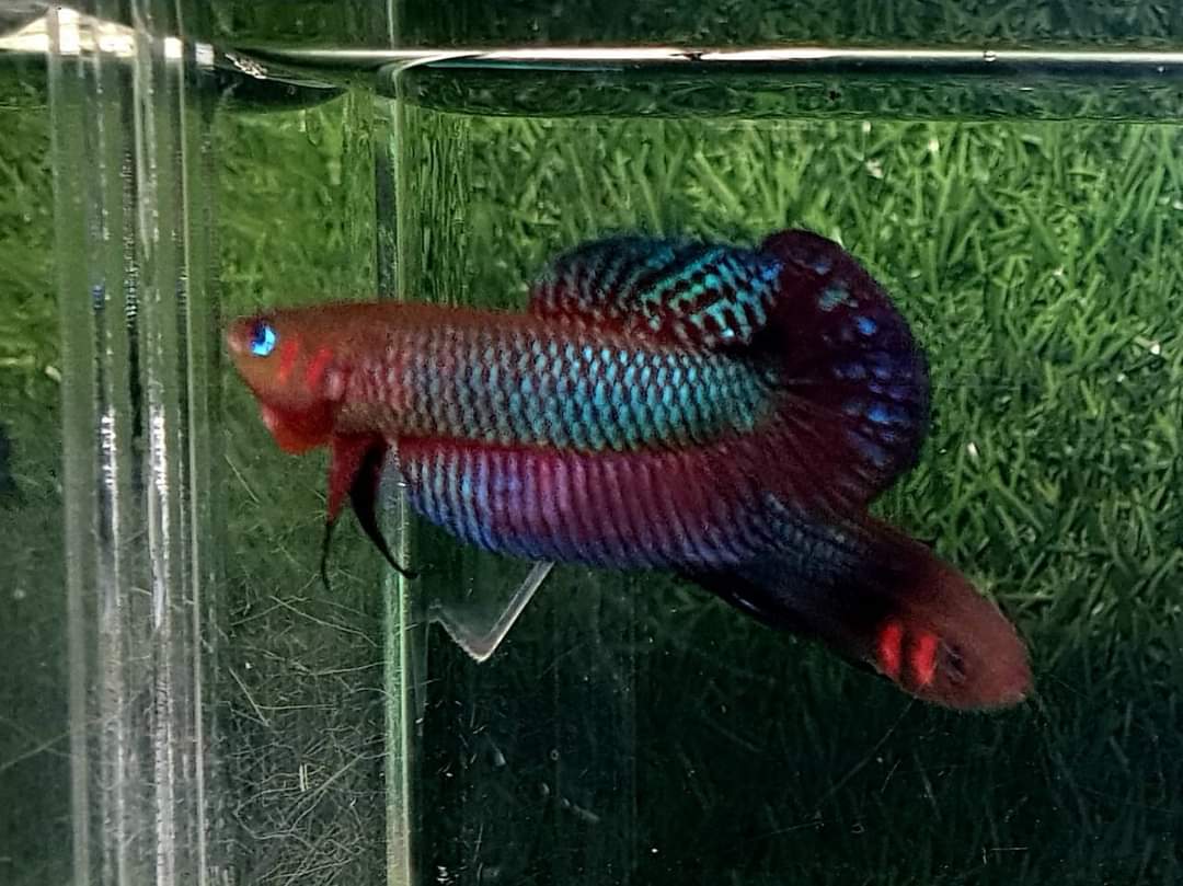 Betta Hendra by Iven Betta
