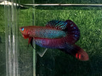 Betta Hendra by Iven Betta