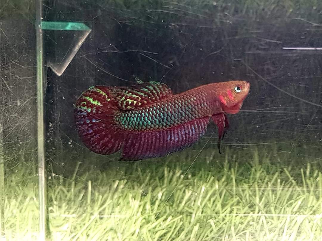 Betta Hendra by Iven Betta