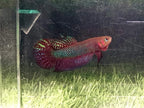 Betta Hendra by Iven Betta