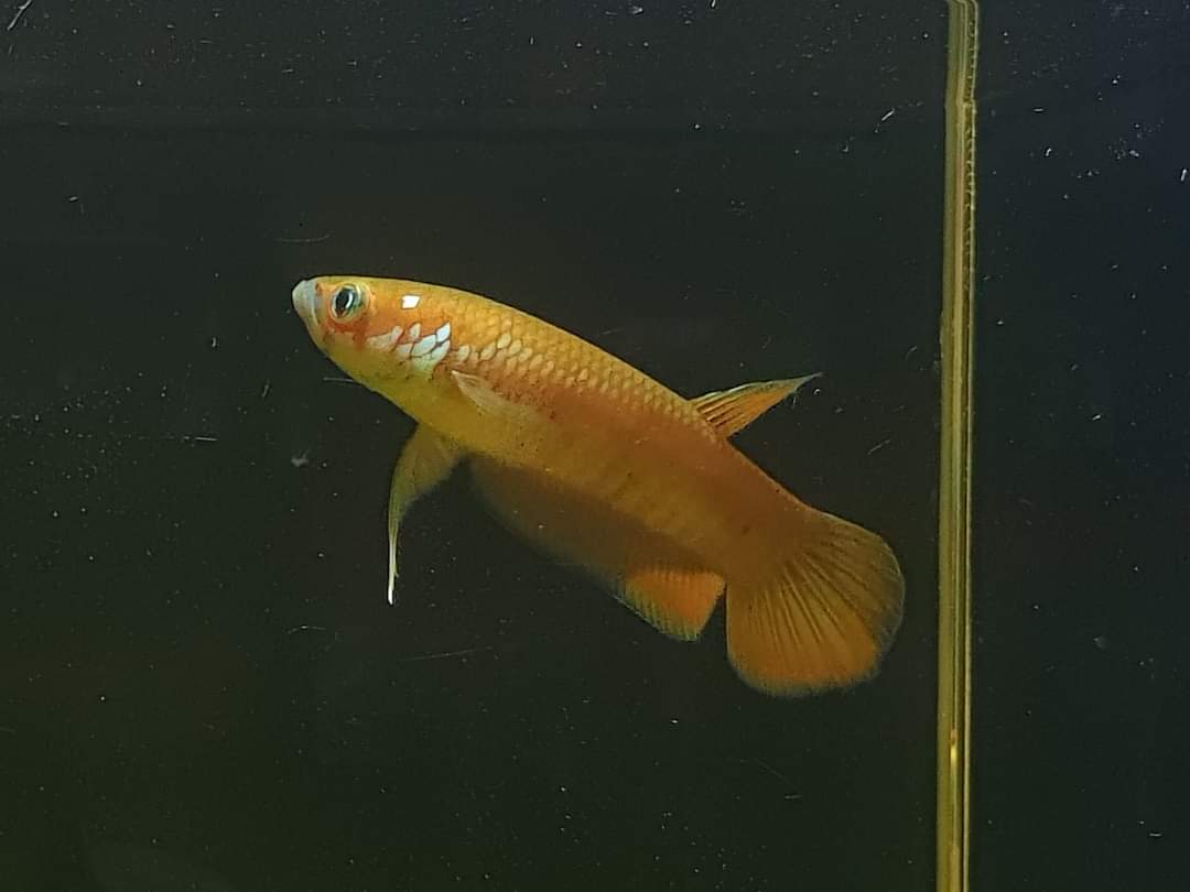 Betta Patoti by Iven Betta