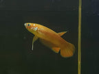 Betta Patoti by Iven Betta