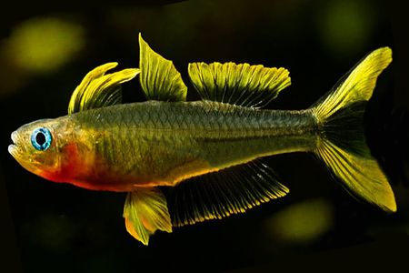 Pseudomugil Furcatus by Iven Betta