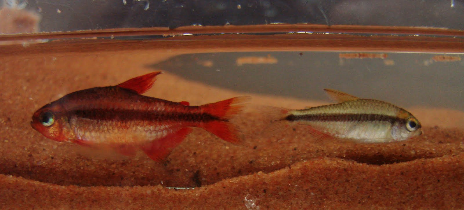 Hyphessobrycon Notidanos "Red" by Iven Betta
