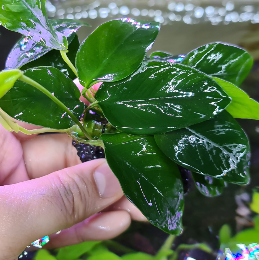 Anubias Barteri var. Mini Nana - Rock by Iven Betta