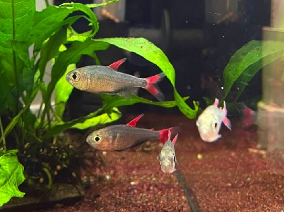 Hyphessobrycon Eilyos by Iven Betta