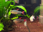 Hyphessobrycon Eilyos by Iven Betta