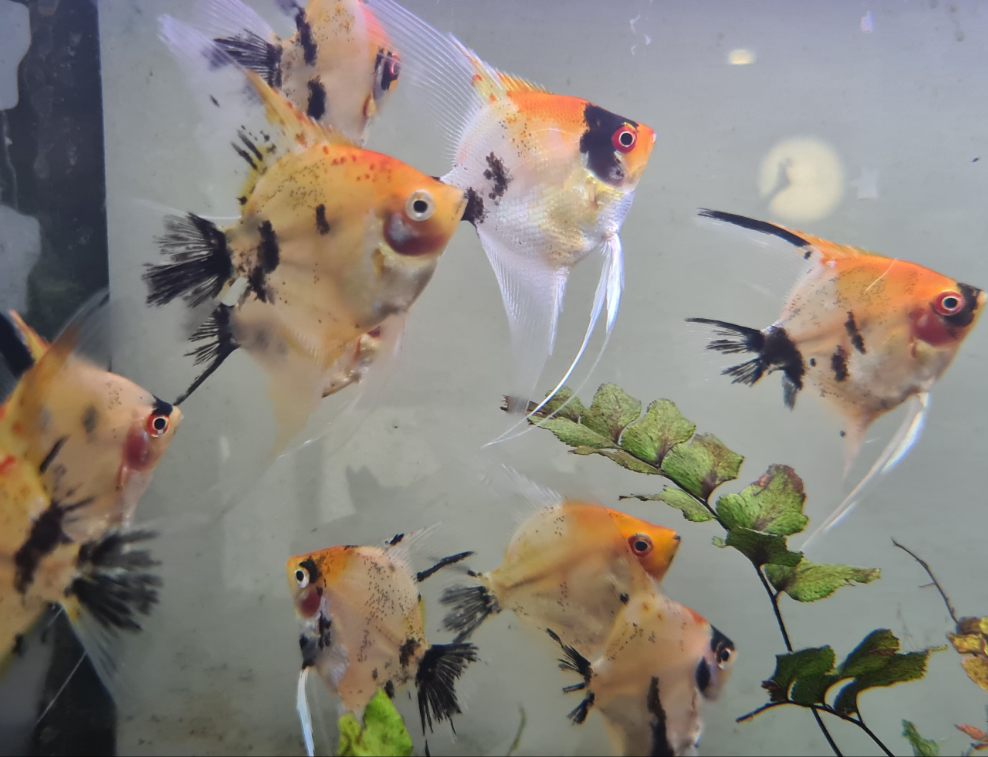Pterophyllum Scalare sp. 'Red Devil' by Iven Betta
