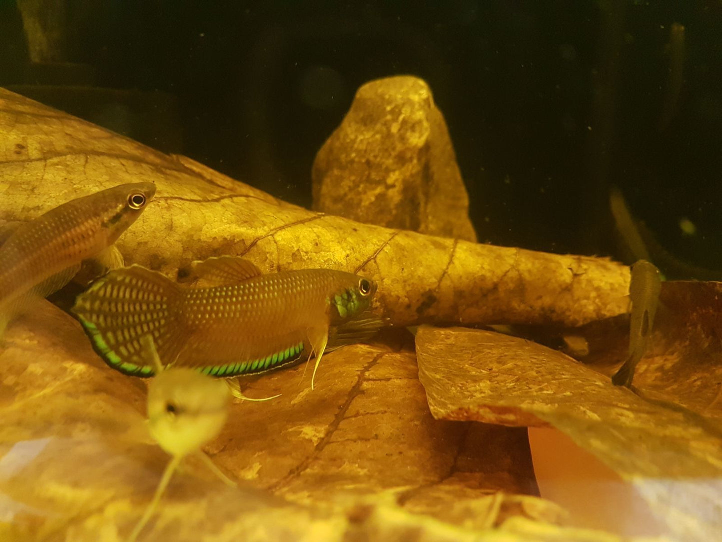 Betta Enisae by Iven Betta