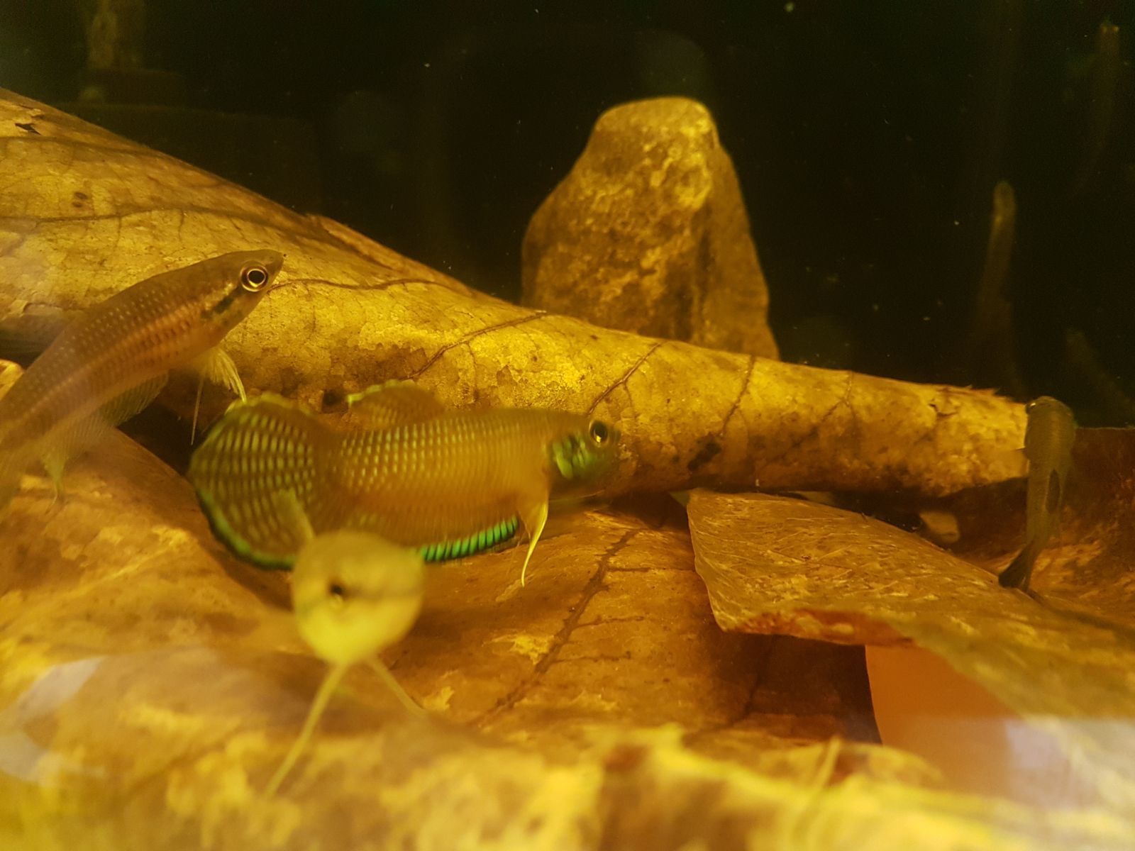 Betta Enisae by Iven Betta