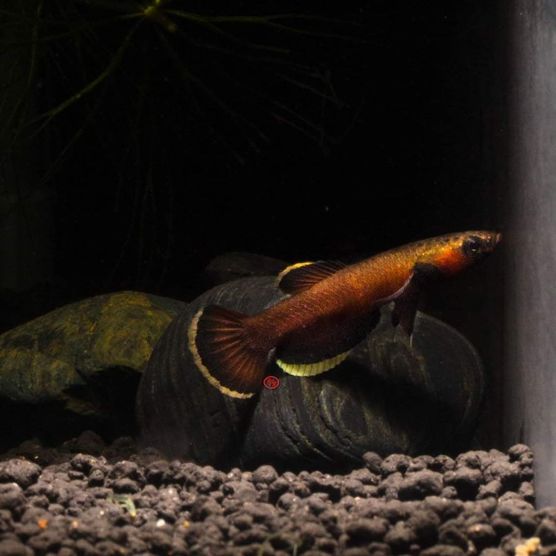 Betta Albimarginata by Iven Betta