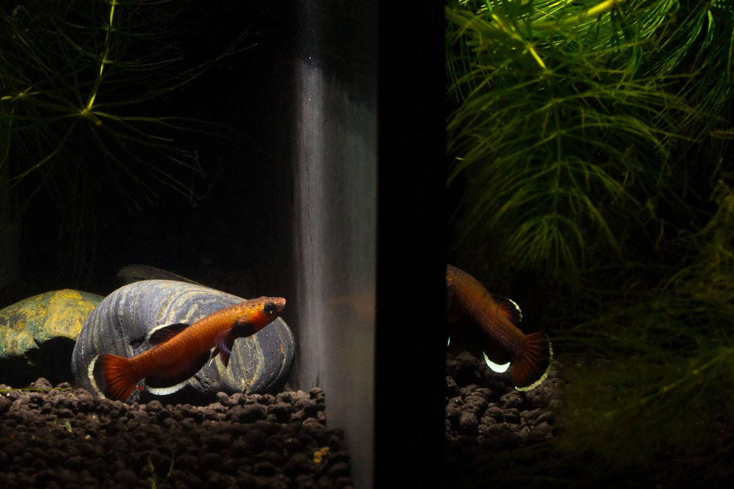 Betta Albimarginata by Iven Betta