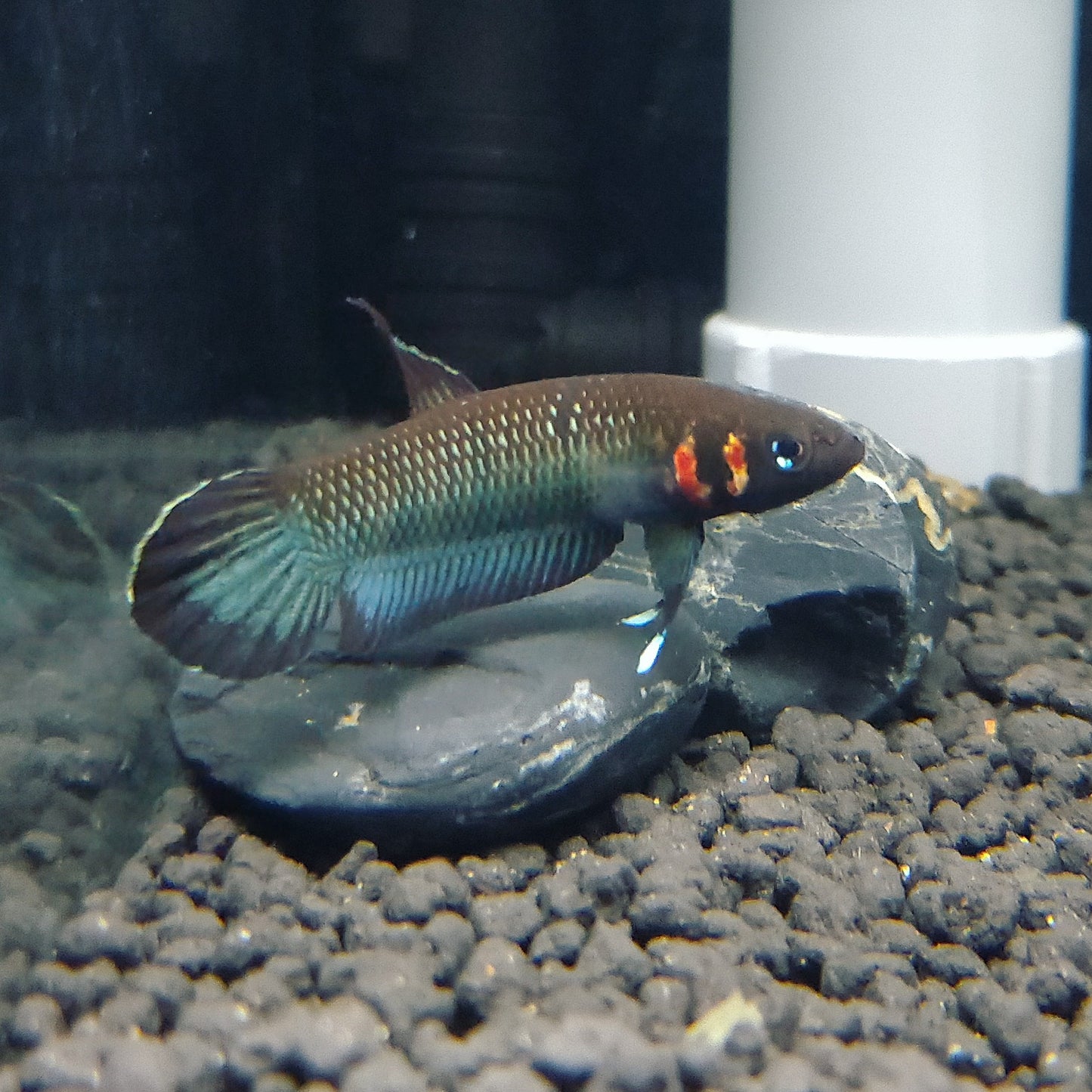 Betta Foerschi by Iven Betta