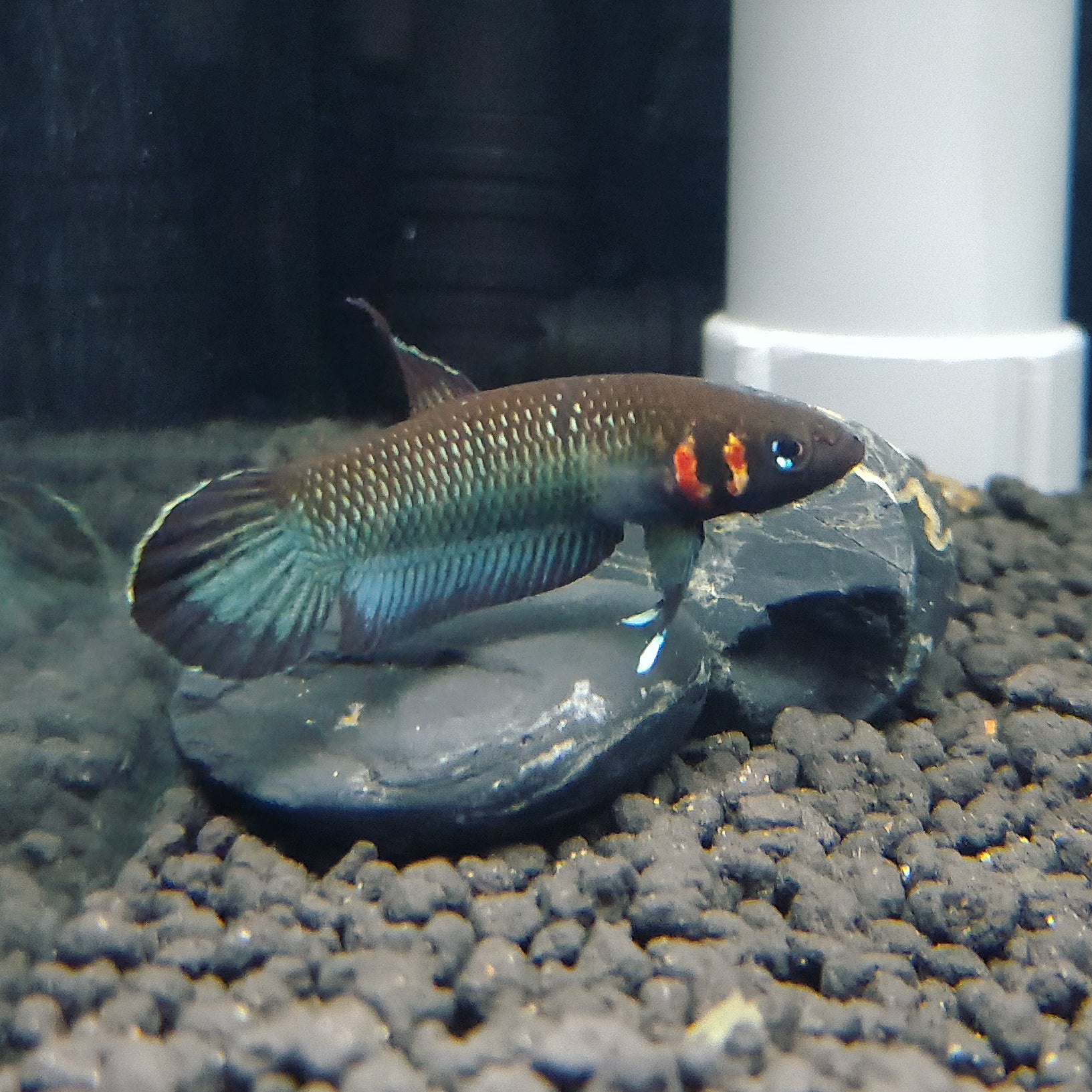 Betta Foerschi by Iven Betta