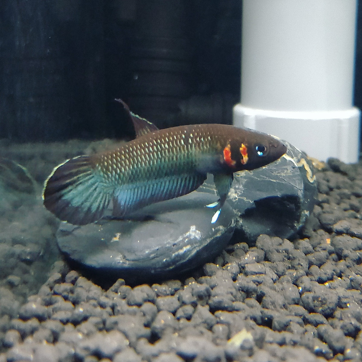 Betta Foerschi by Iven Betta