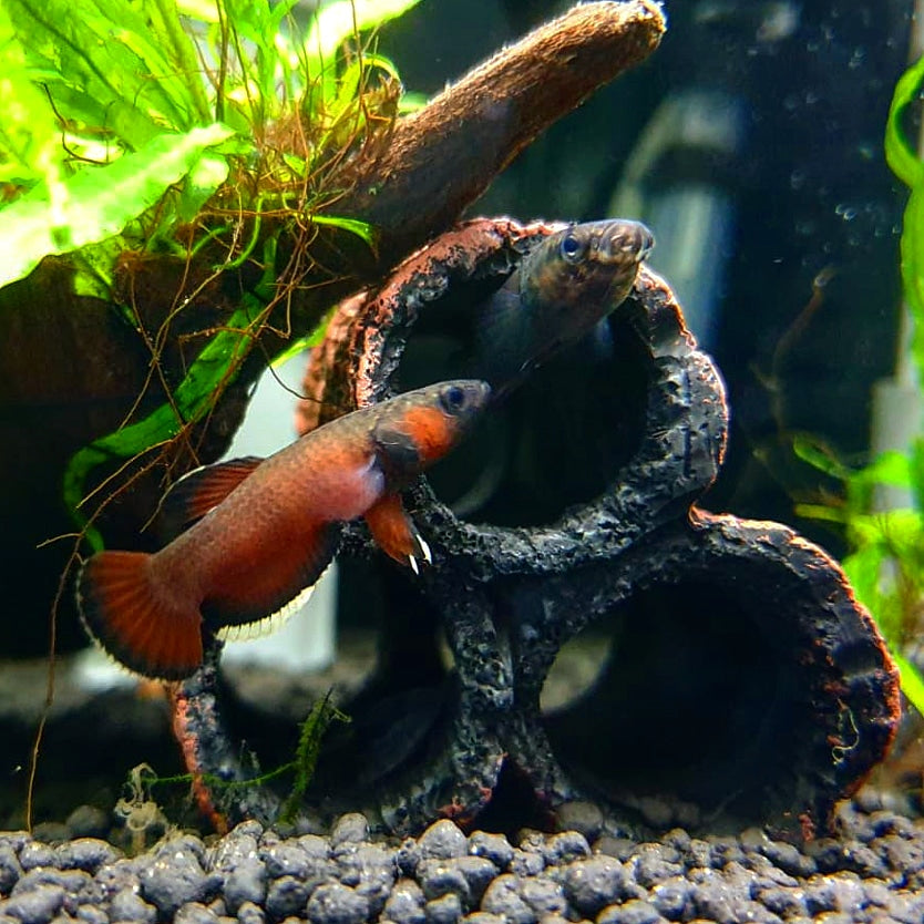 Betta Albimarginata by Iven Betta