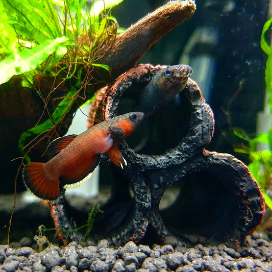 Betta Albimarginata by Iven Betta