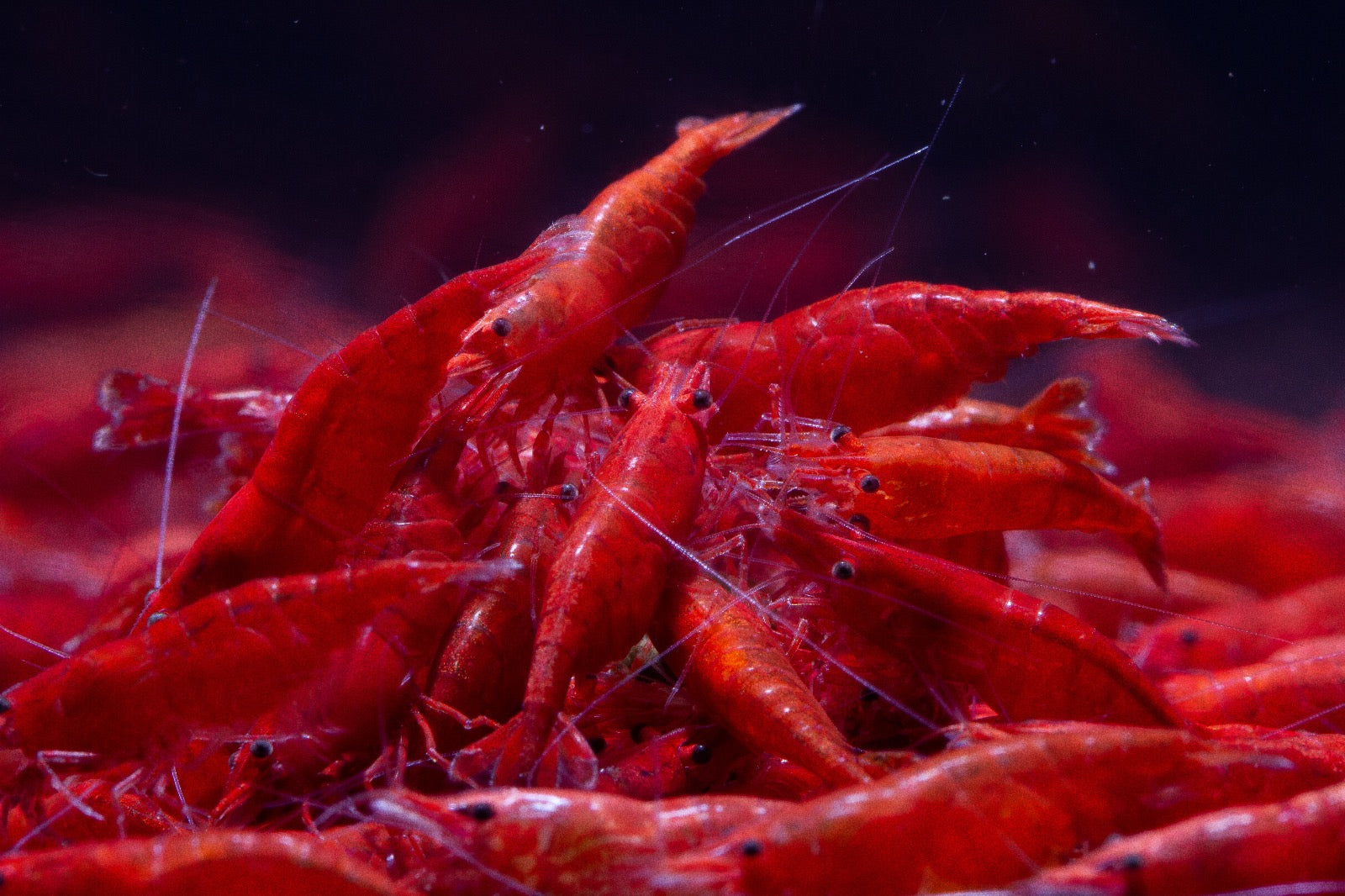 Neocaridina Davidi sp. Fire Red by Iven Betta