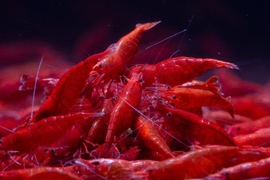 Neocaridina Davidi sp. Fire Red by Iven Betta
