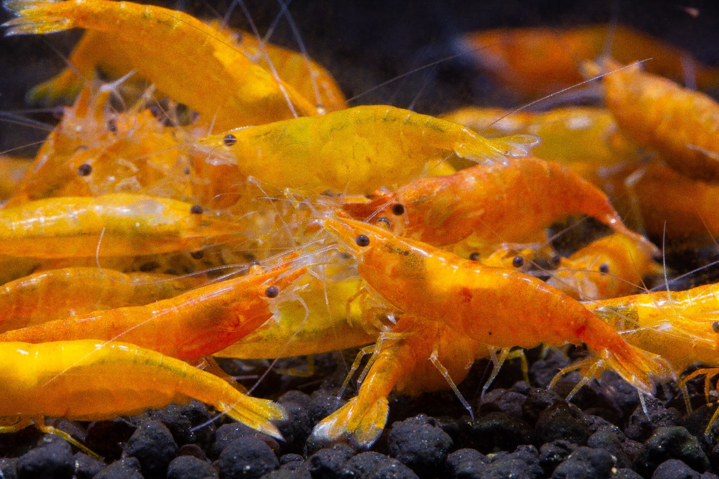 Neocaridina Davidi sp. Sunkist by Iven Betta