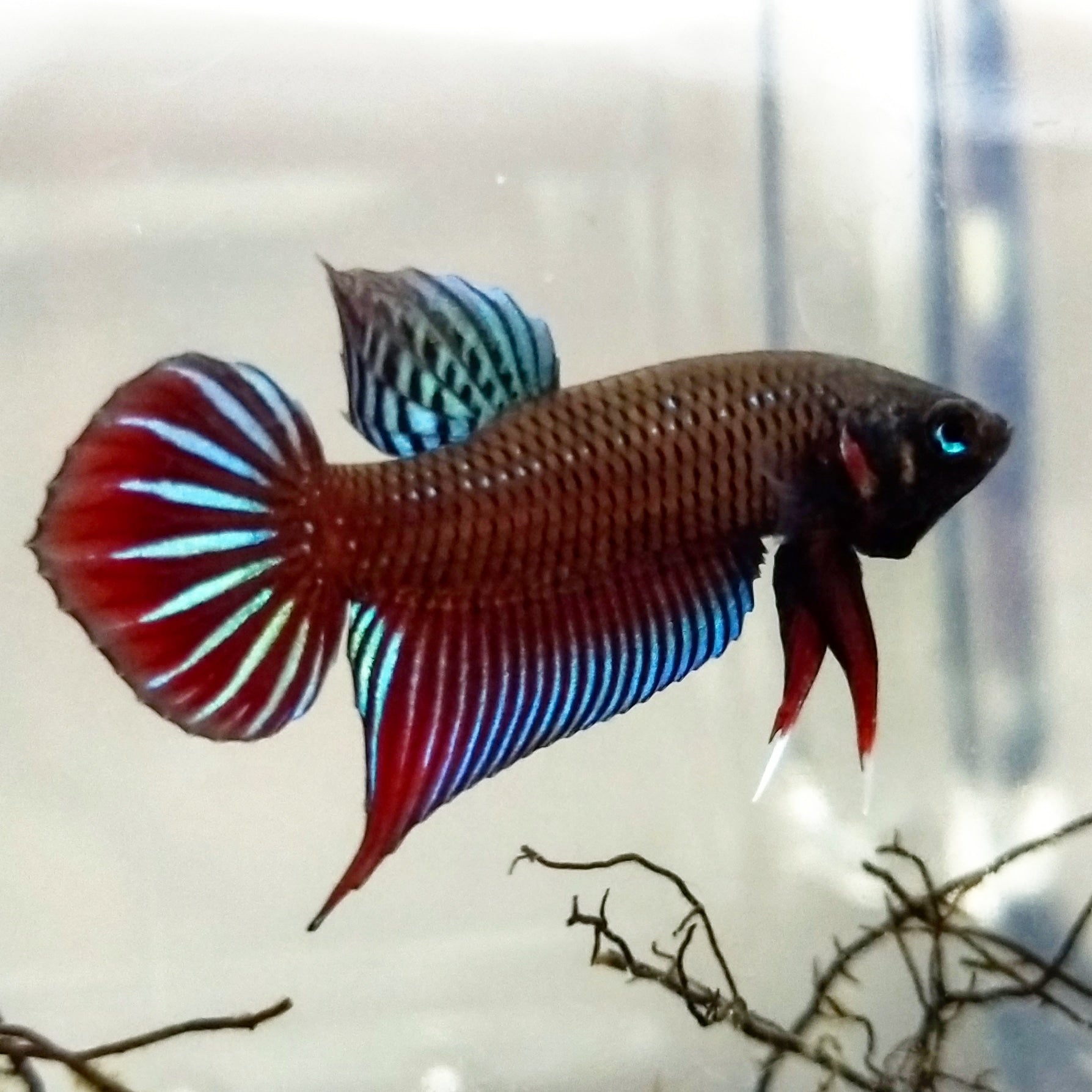 Betta Splendens by Iven Betta