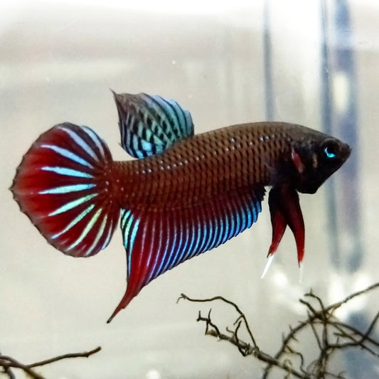 Betta Splendens by Iven Betta