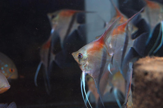 Pterophyllum Scalare sp. 'Manacapuru Red' by Iven Betta