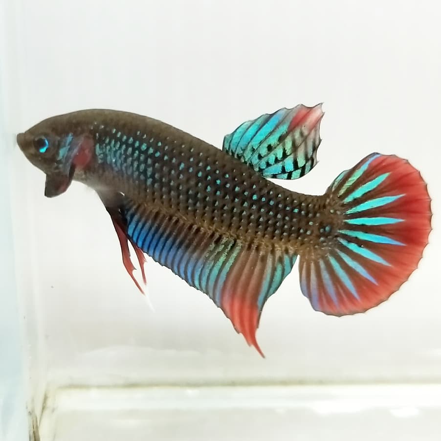 Betta Imbellis by Iven Betta