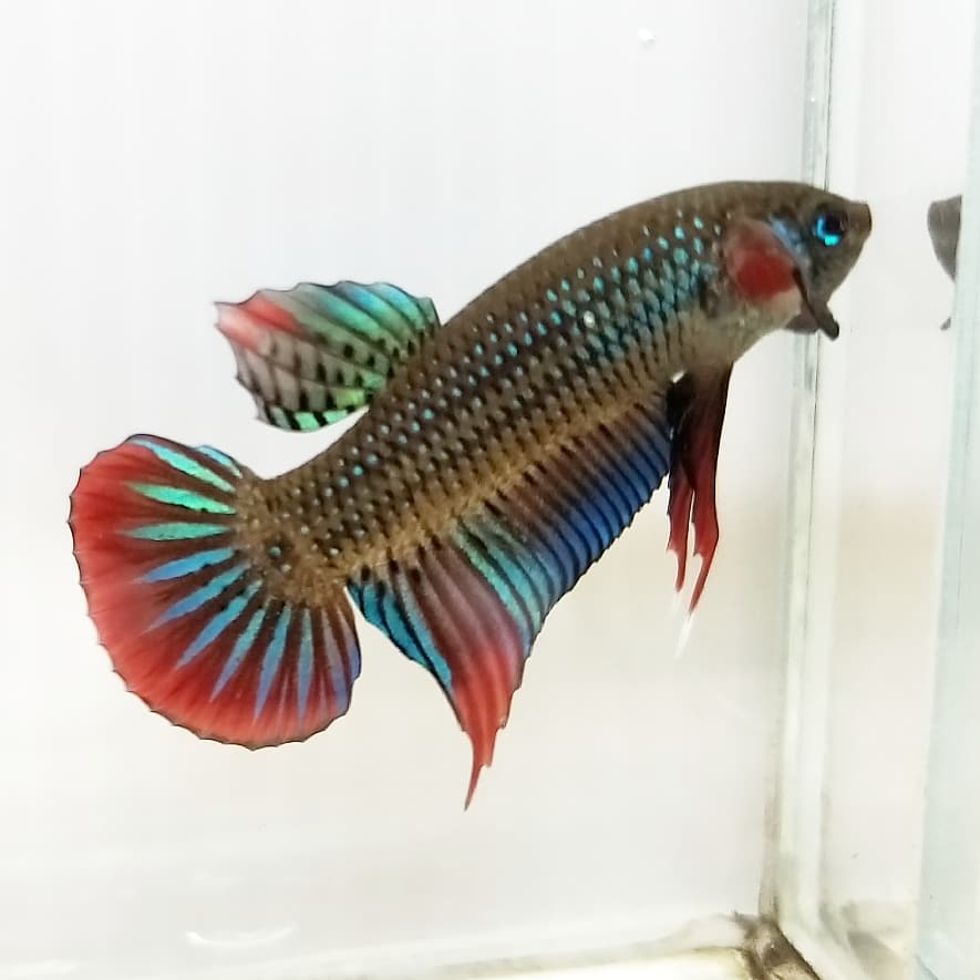 Betta Imbellis by Iven Betta