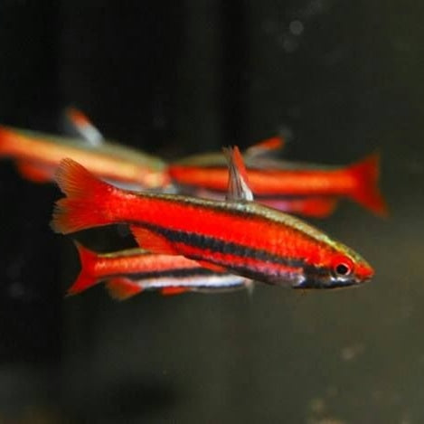 Nannostomus Mortenthaleri by Iven Betta