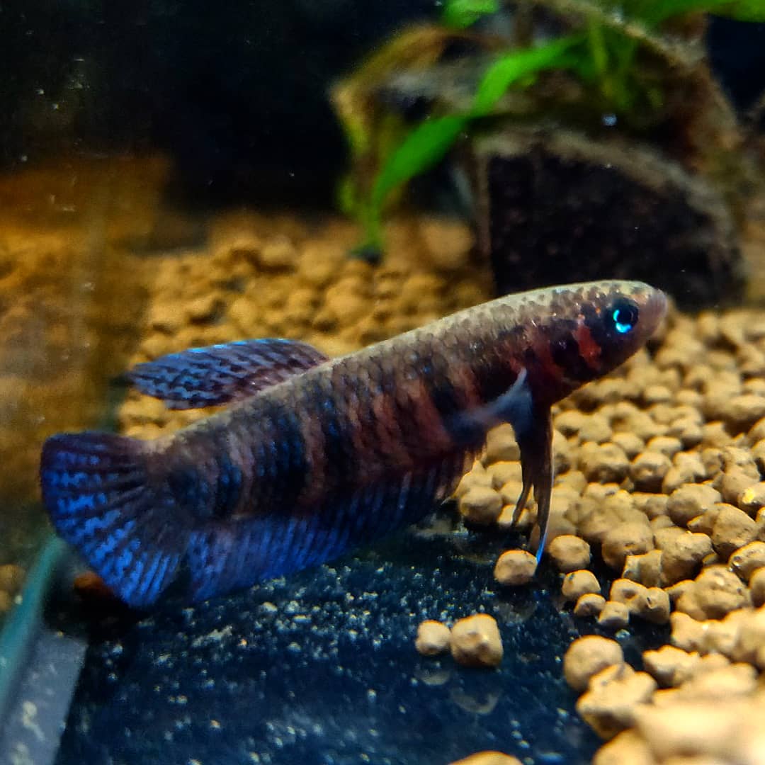 Betta Hendra by Iven Betta