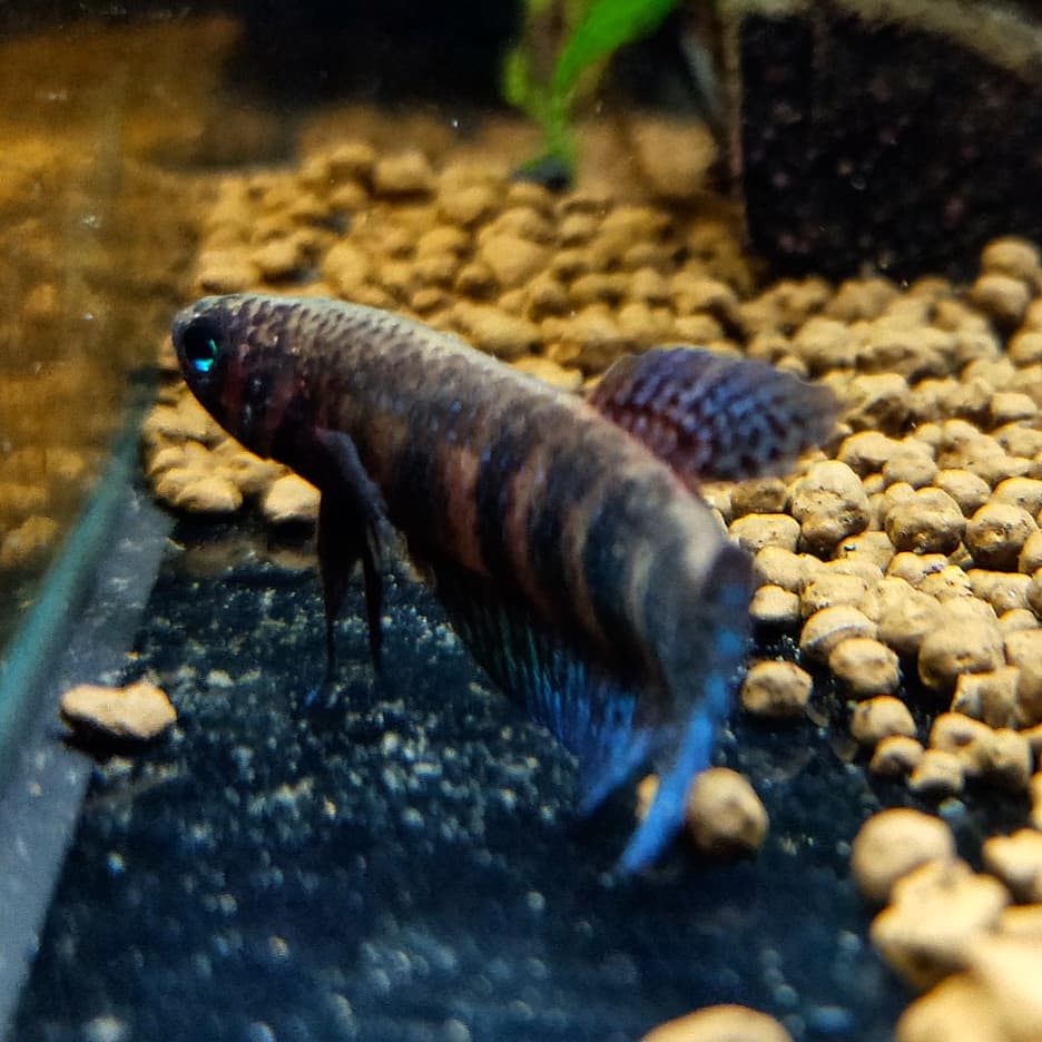 Betta Hendra by Iven Betta