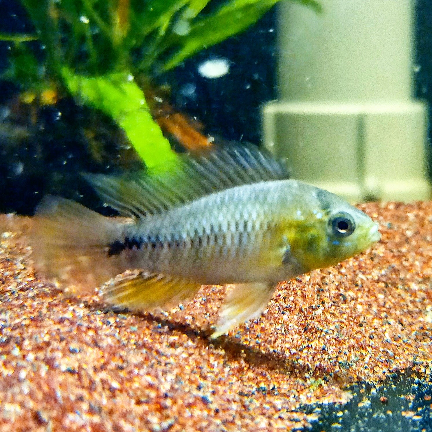 Apistogramma Borellii by Iven Betta